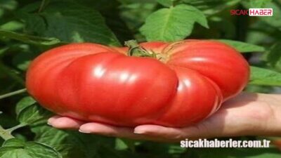 Ata tohumu nedir? nasıl yapılıyor? Sağlık için faydalımı? genetiği değiştirilmemiş